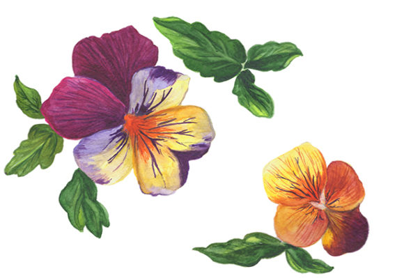 Download Wildflower Orange Viola Watercolor Set - Wildflower Collection