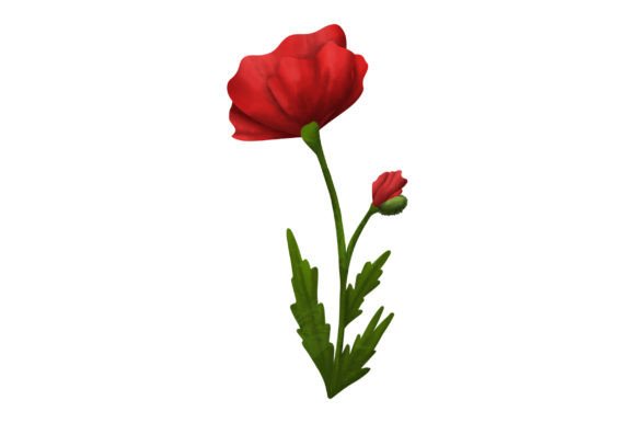 Download Red Poppy, Watercolor - Red poppy Collection