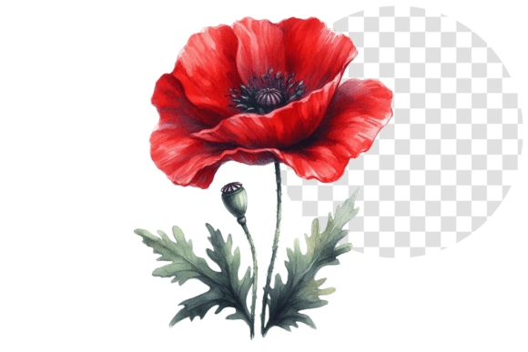 Download Poppify Watercolor Red Poppy Clipart - Red poppy Collection
