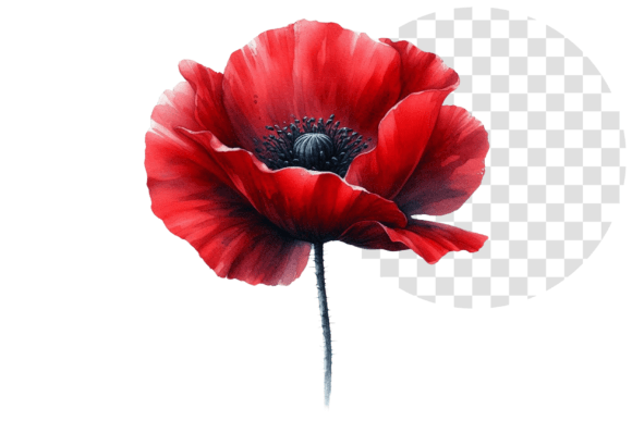 Download Poppify Watercolor Red Poppy Clipart - Red poppy Collection