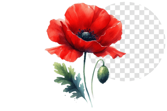 Download Poppify Watercolor Red Poppy Clipart - Red poppy Collection