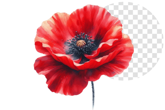 Download Poppify Watercolor Red Poppy Clipart - Red poppy Collection