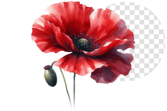 Download Poppify Watercolor Red Poppy Clipart - Red poppy Collection